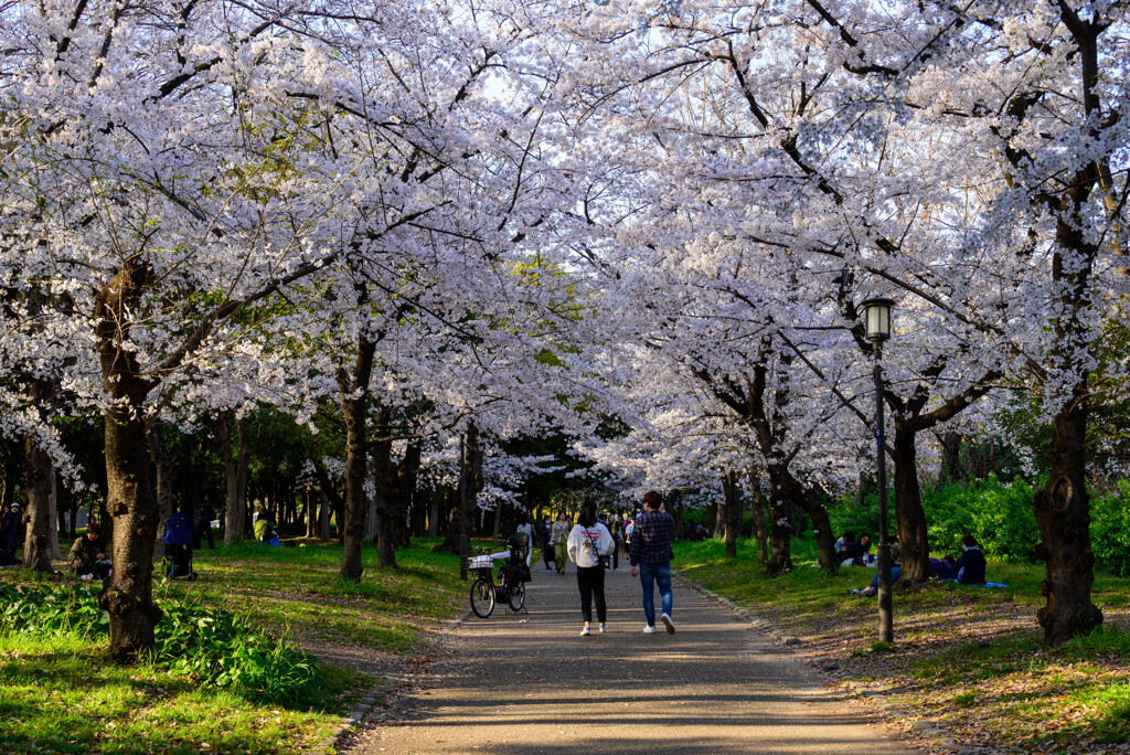 2021大阪城公園の桜21