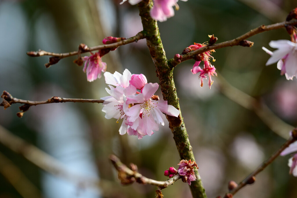 2021花の文化園 十月桜3