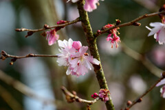 2021花の文化園 十月桜3