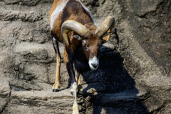 天王寺動物園のムフロン2