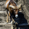 天王寺動物園のムフロン2