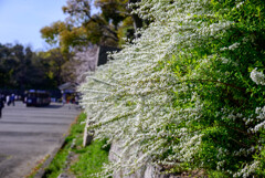 2021大阪城公園の雪柳4