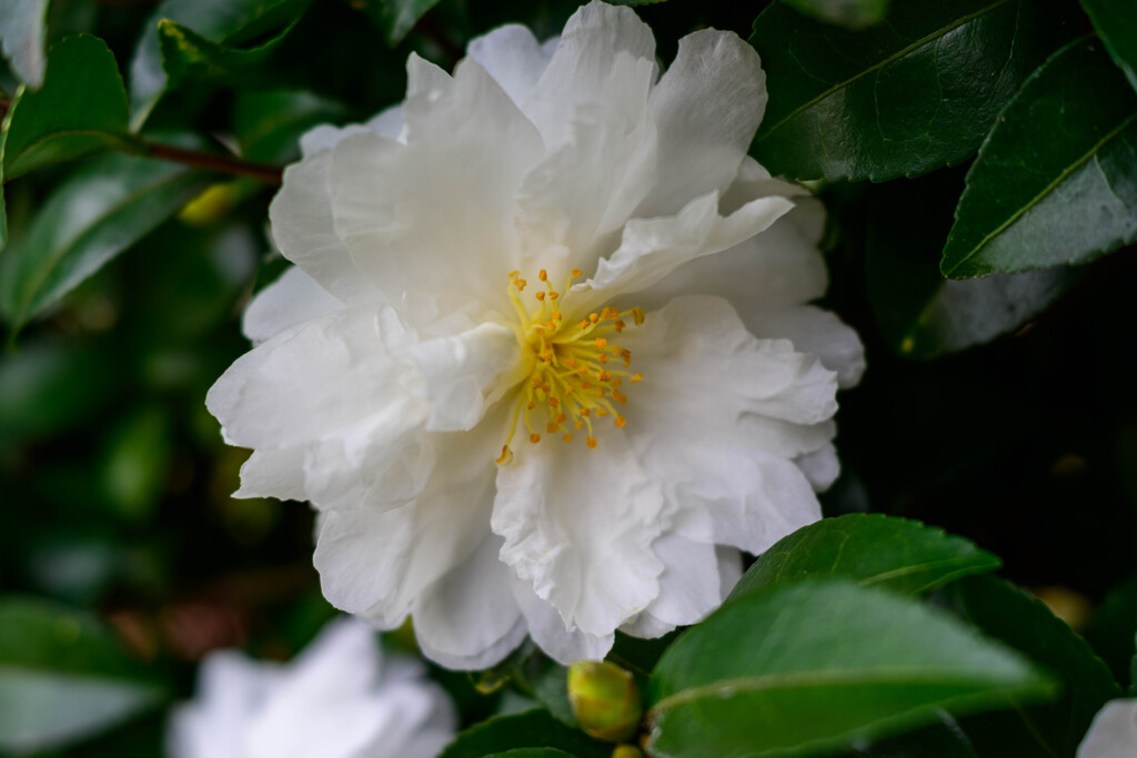 山茶花10