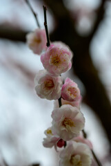 2021花の文化園 梅（朱鷺の舞）2