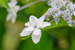 紫陽花34
