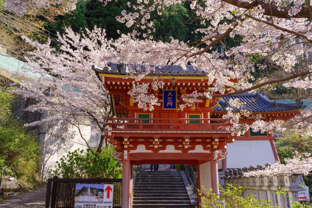 2020壷阪寺桜風景7