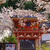 2020壷阪寺桜風景7