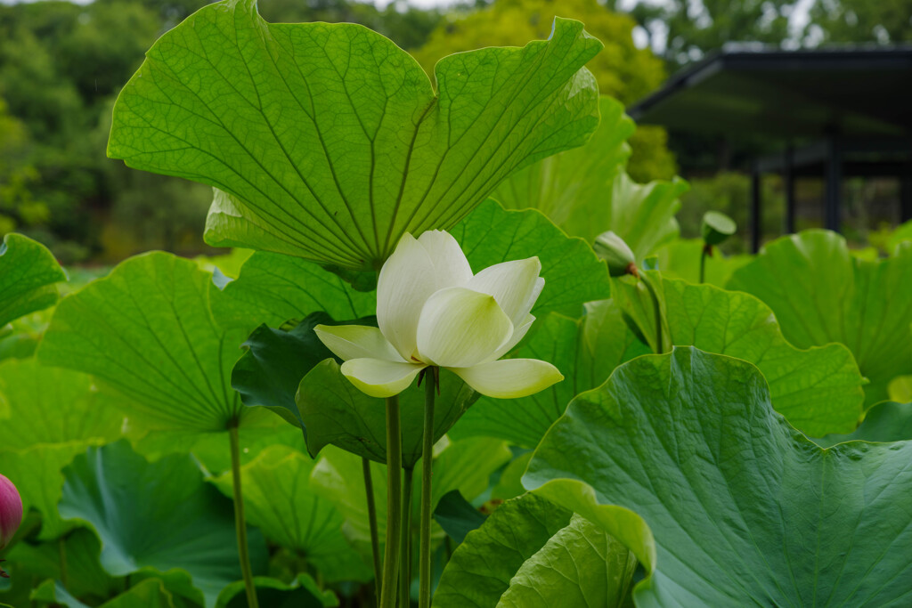 万博記念公園　蓮24