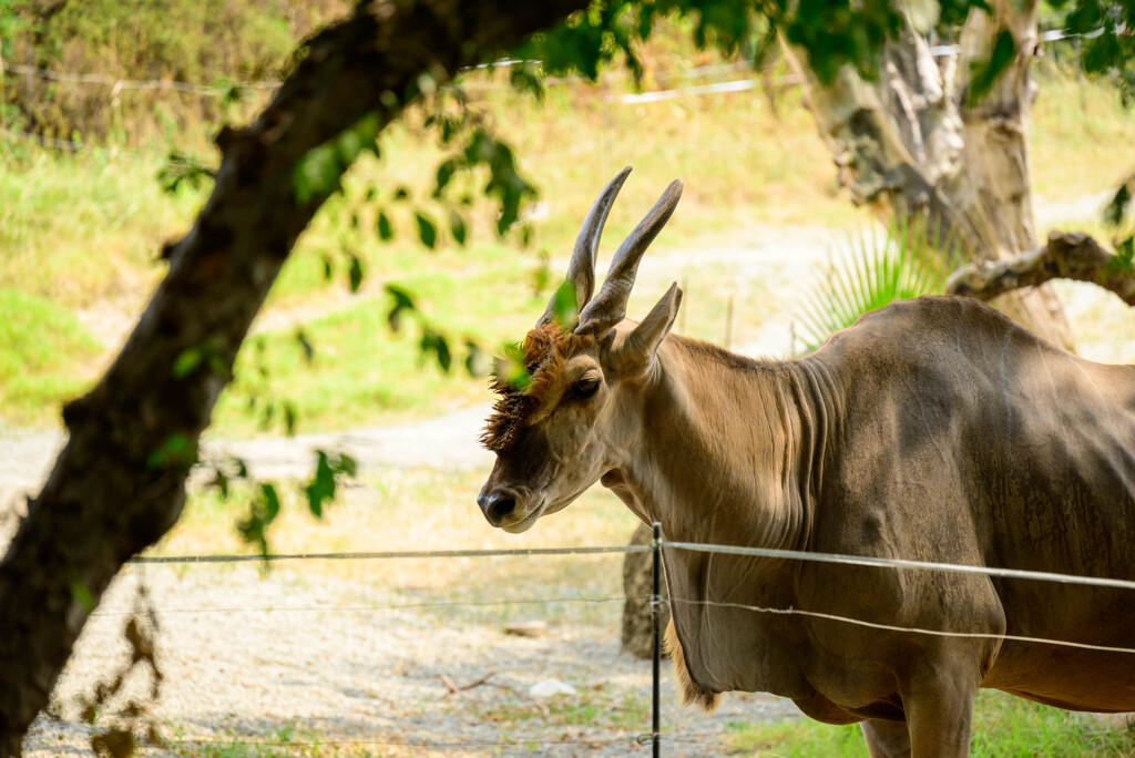 天王寺動物園のエランド3