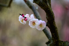 2021花の文化園 梅（朱鷺の舞）1