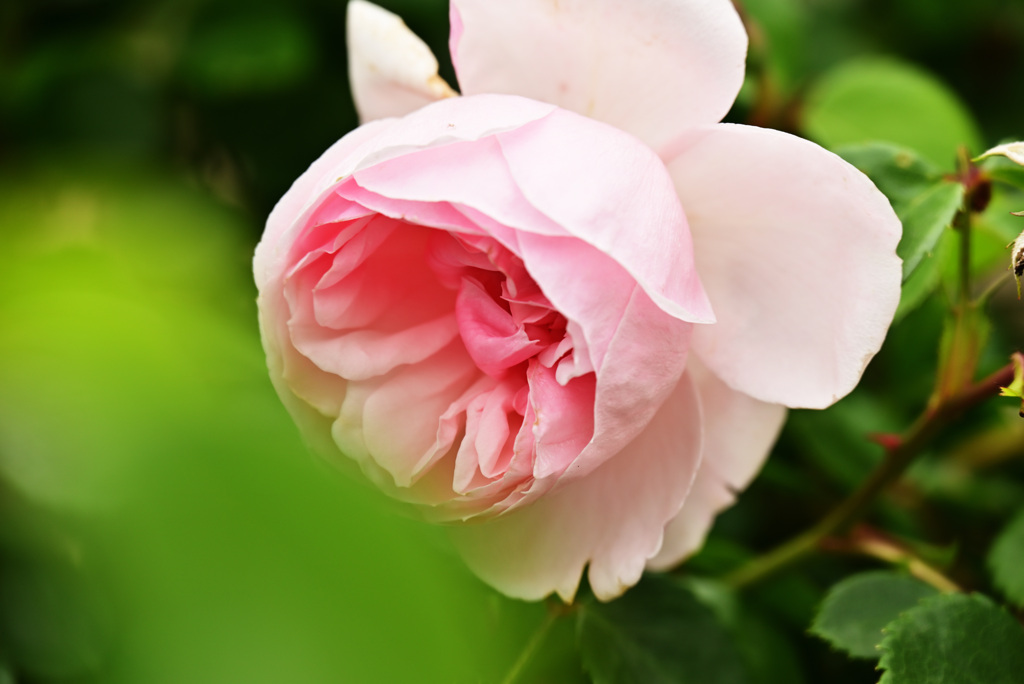 2021薔薇11