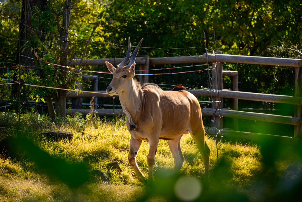 天王寺動物園 エランド2