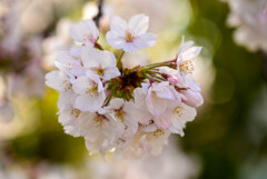 2021近所の公園の桜8