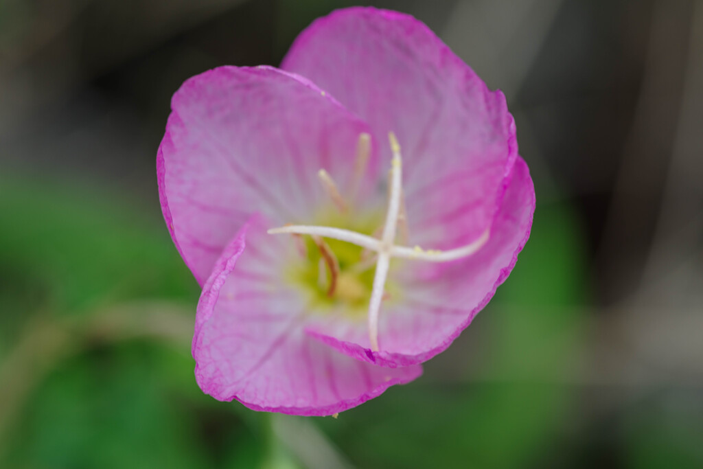 ヒルザキツキミソウ1