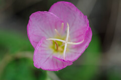 ヒルザキツキミソウ1