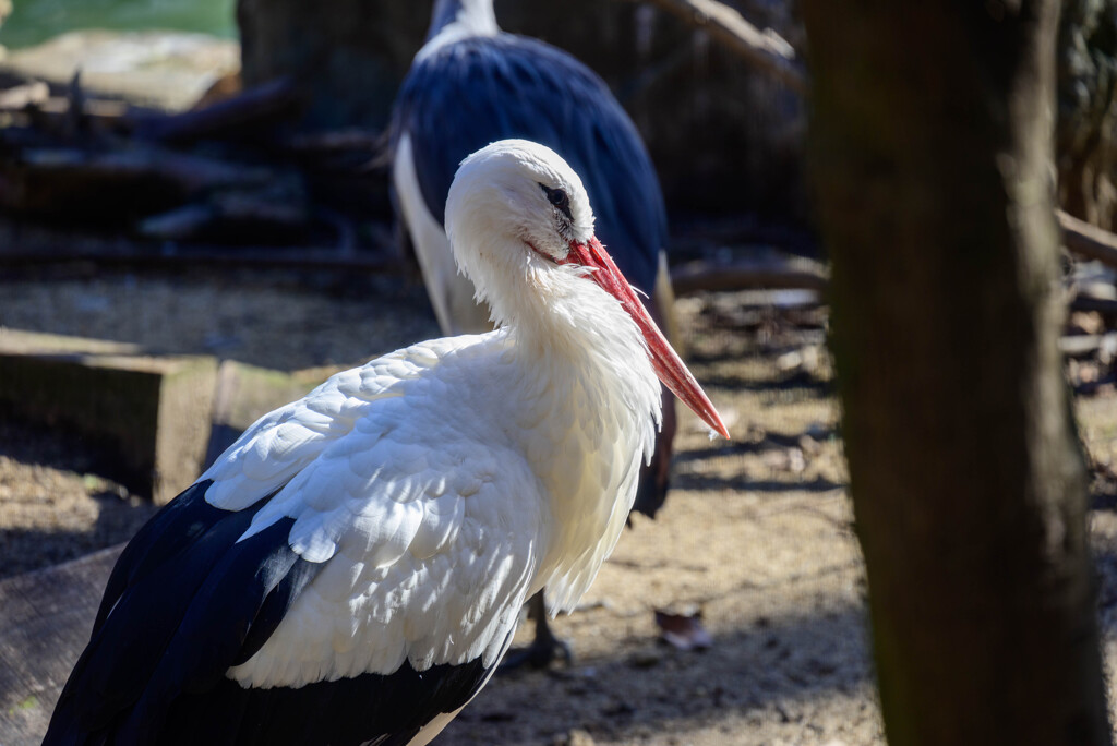 天王寺動物園 シュバシコウ