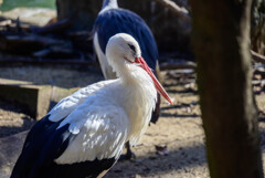 天王寺動物園 シュバシコウ