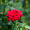鶴見緑地公園の薔薇7イングリッドバーグマン