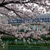 2022年サクラ26