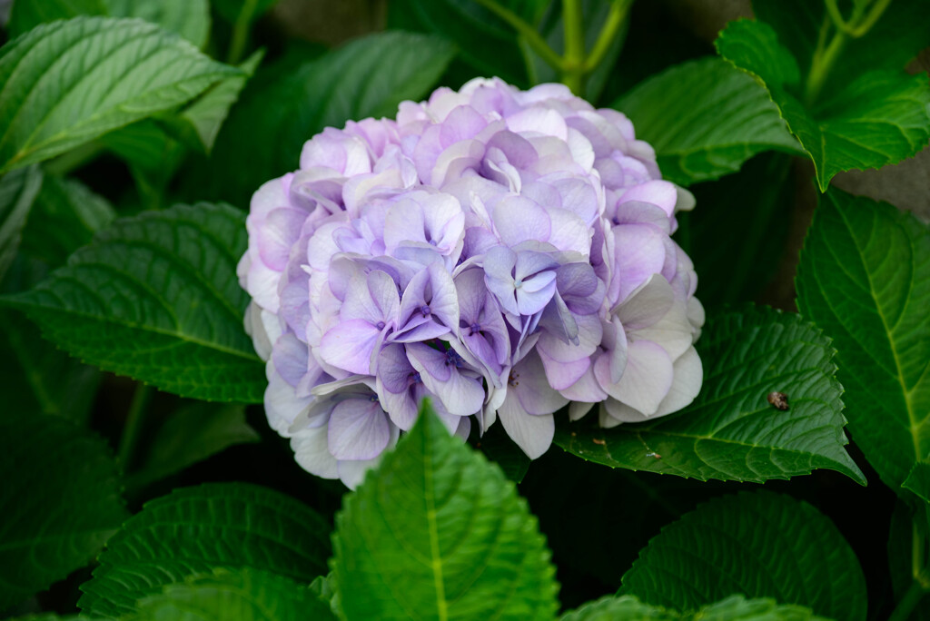 2022年紫陽花8