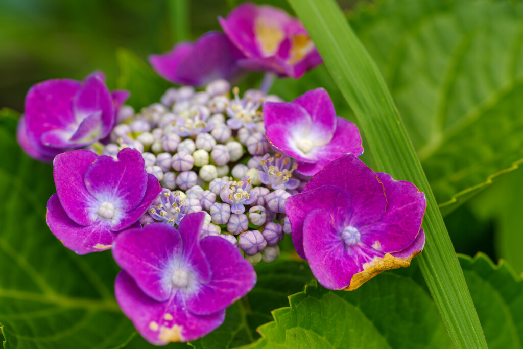 紫陽花32