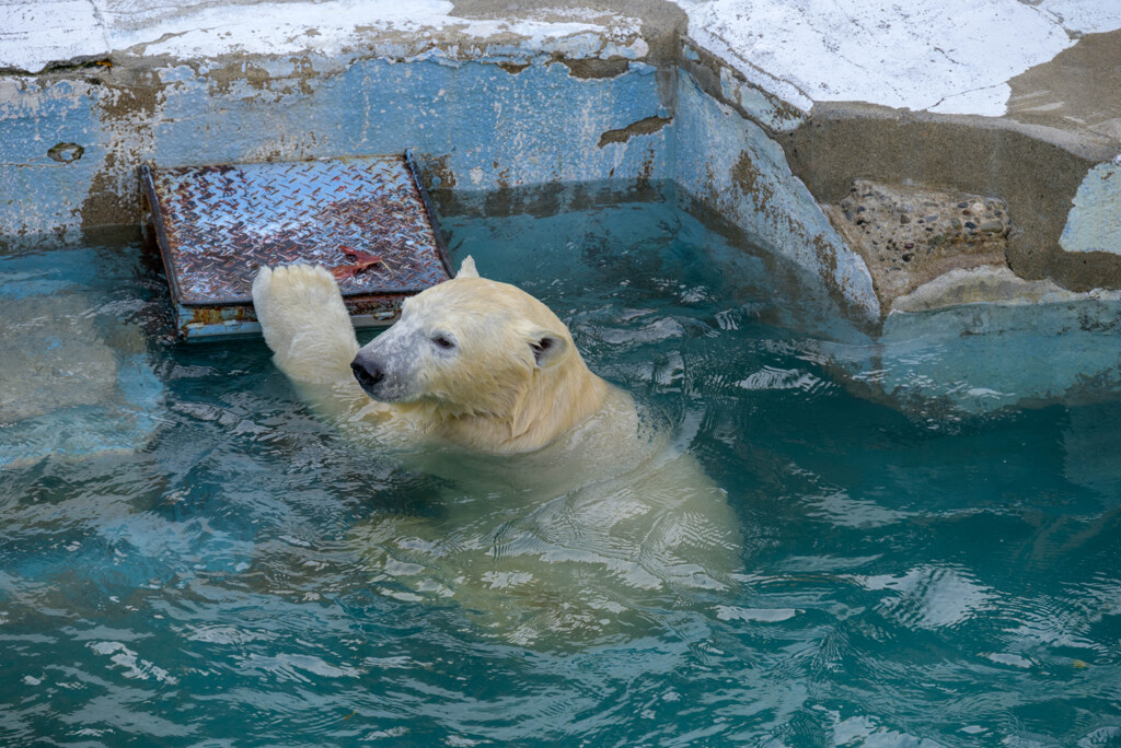 天王寺動物園 ホッキョクグマ2