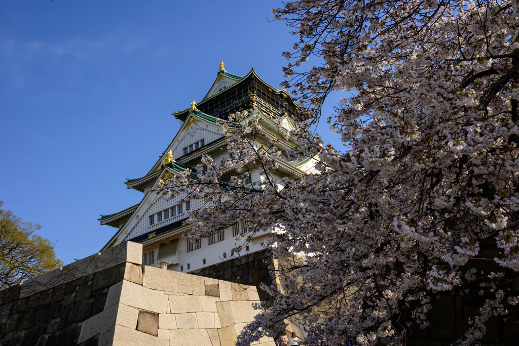 2021大阪城天守閣と桜1