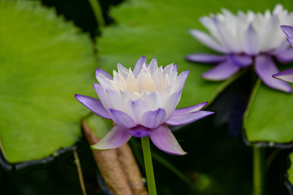 鶴見緑地咲くやこの花館熱帯スイレン11