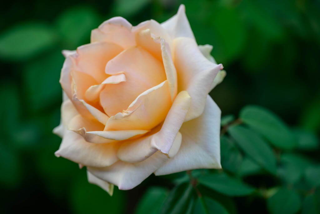 2021中之島公園の薔薇5
