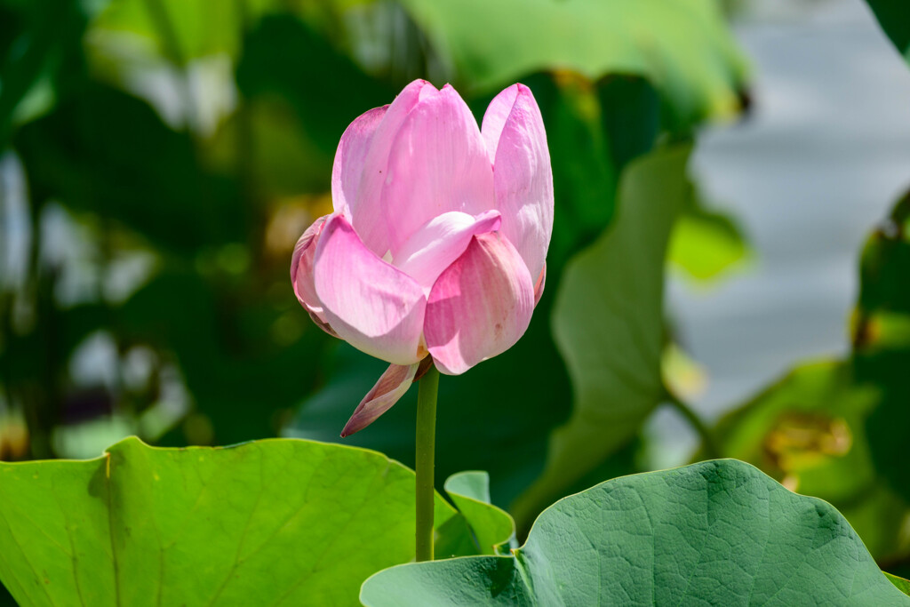 鶴見緑地咲くやこの花館の蓮6