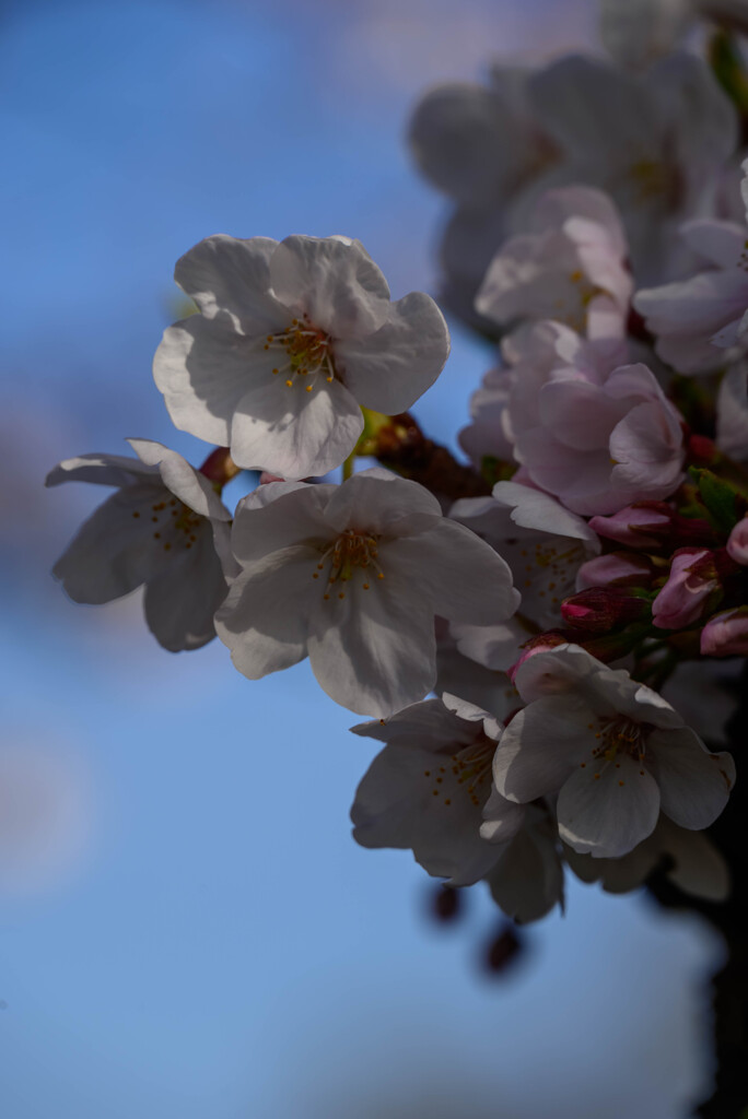 2021大阪城公園の桜10