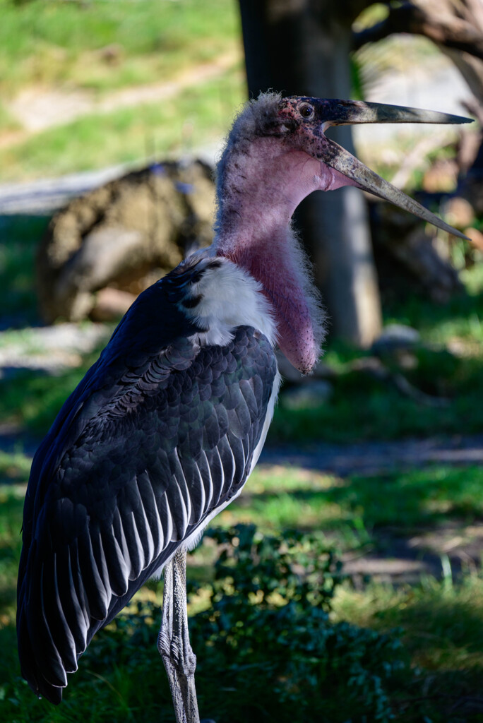 天王寺動物園アフリカハゲコウ2