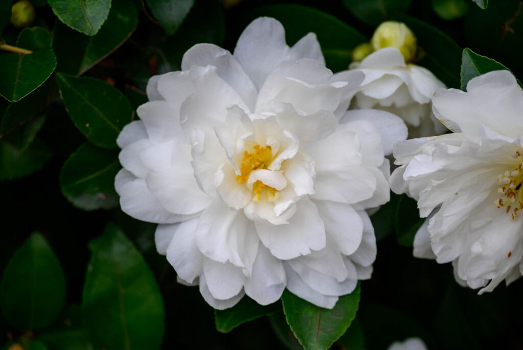 山茶花7