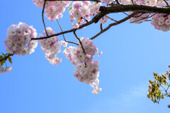 八重桜3
