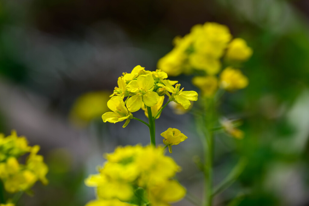 2021花の文化園 菜の花1