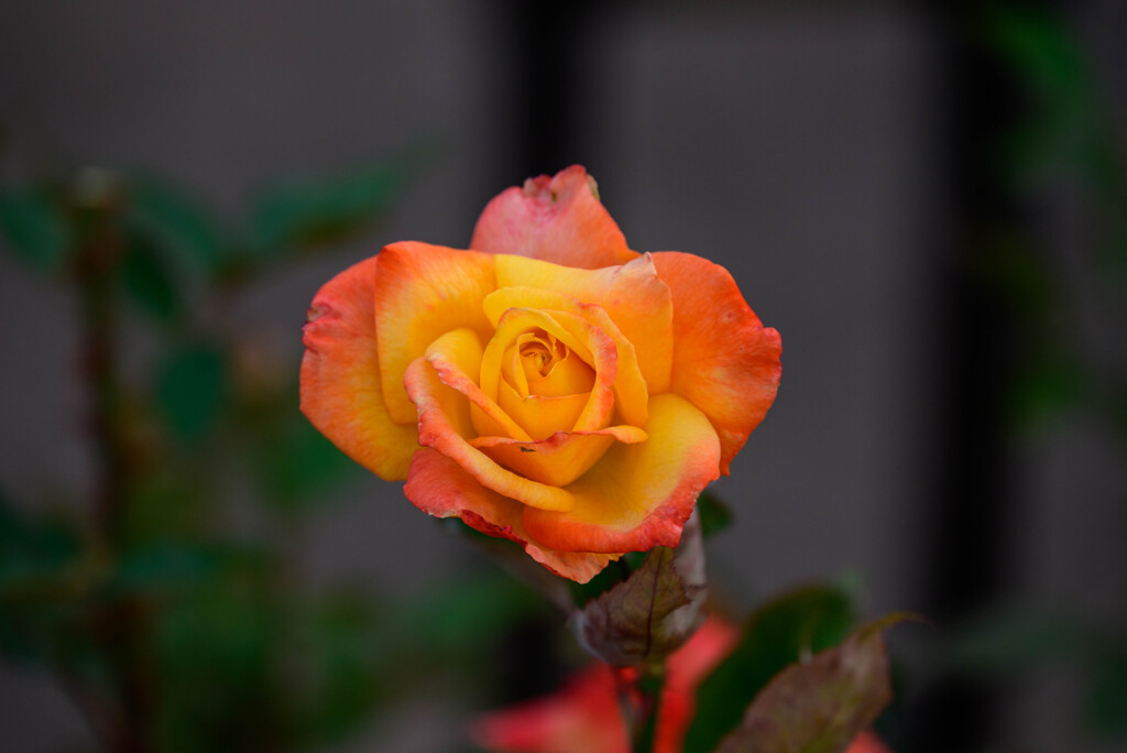 中之島公園の薔薇33高雄