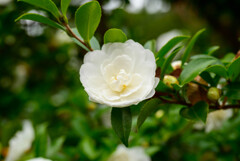 山茶花2