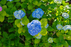 紫陽花1