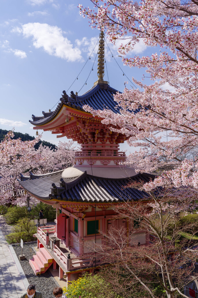 2020壷阪寺桜風景8