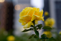 中之島公園の薔薇8ジーナロロブリジータ