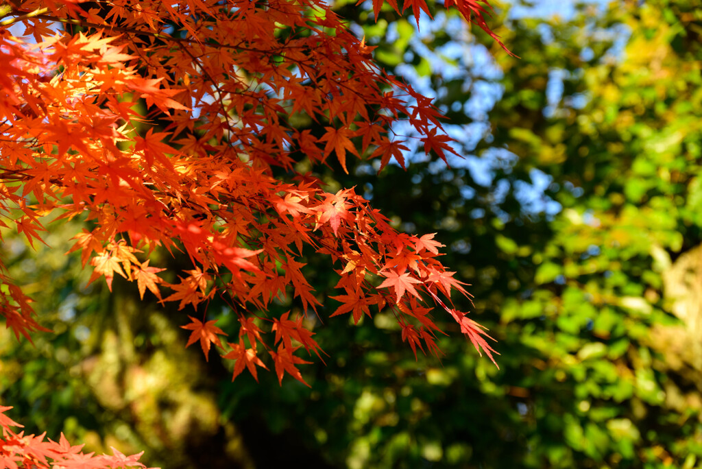 大阪城公園の紅葉11
