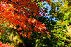 大阪城公園の紅葉11