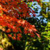 大阪城公園の紅葉11