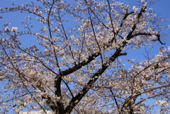 2021近所の神社の桜2