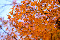 奈良公園の紅葉9