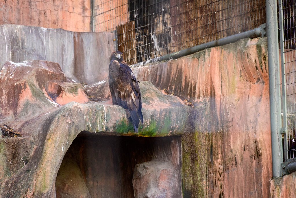 天王寺動物園 イヌワシ3