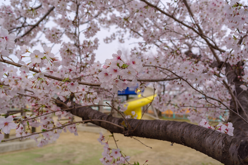 公園の桜2