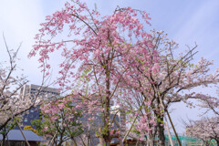 天王寺公園の桜2
