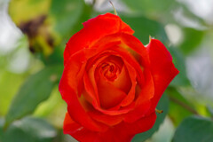 薔薇10