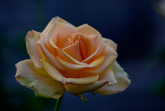 2021中之島公園の薔薇4